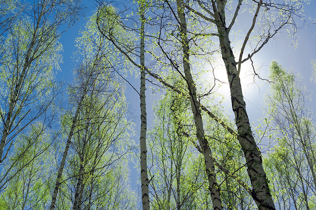 фото "Звенящий май" метки: природа, березы, весна, лес, солнце