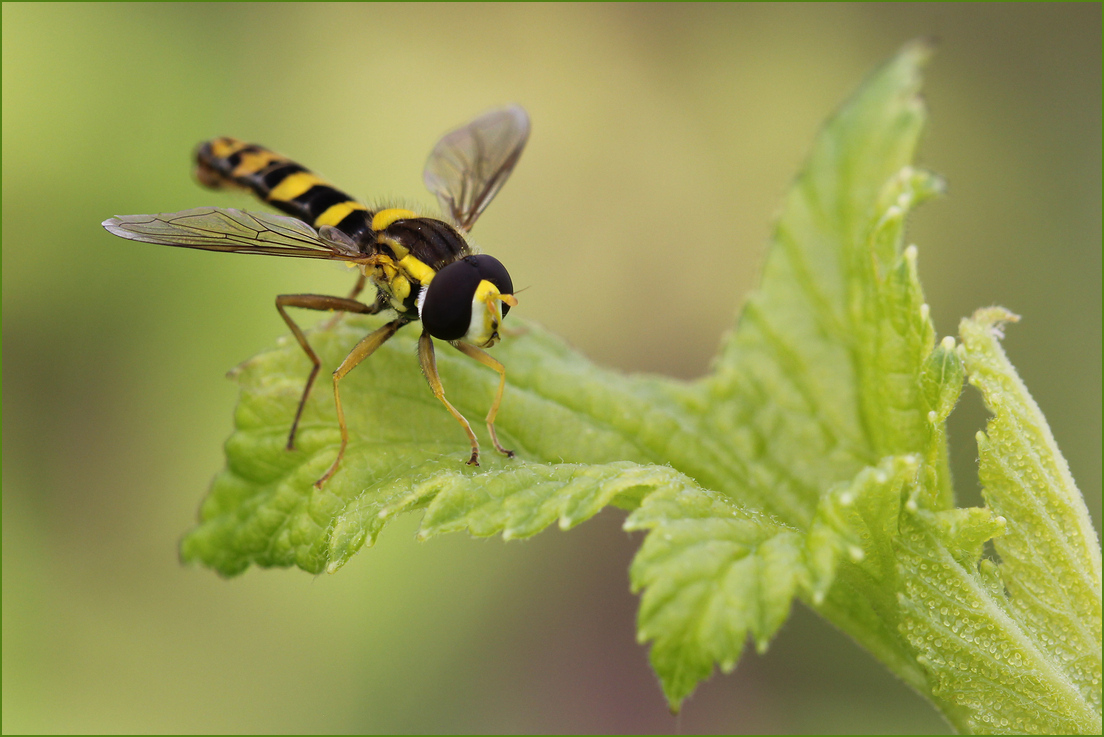 photo "Fly" tags: nature, macro and close-up, 