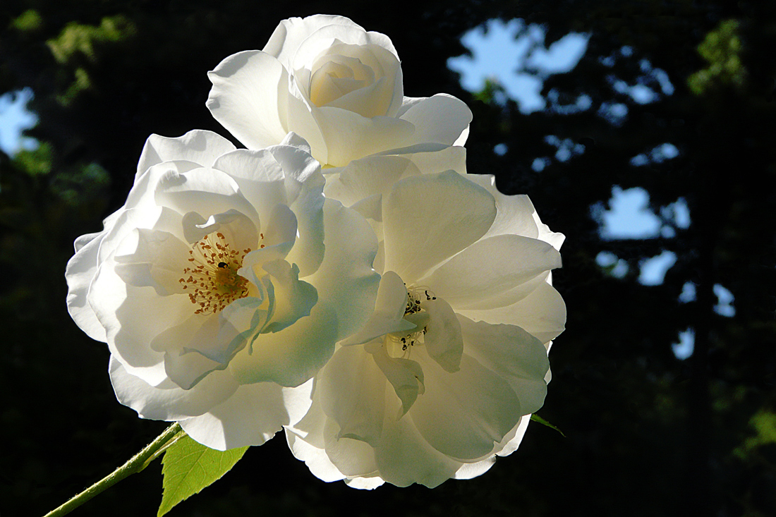 photo "***" tags: macro and close-up, 