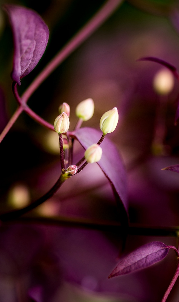 photo "***" tags: macro and close-up, Minolta 100/2, Russia, Sony-a580, curier, flowers, light, morning, sun, Исинский тракт, Нижний Тагил, макро