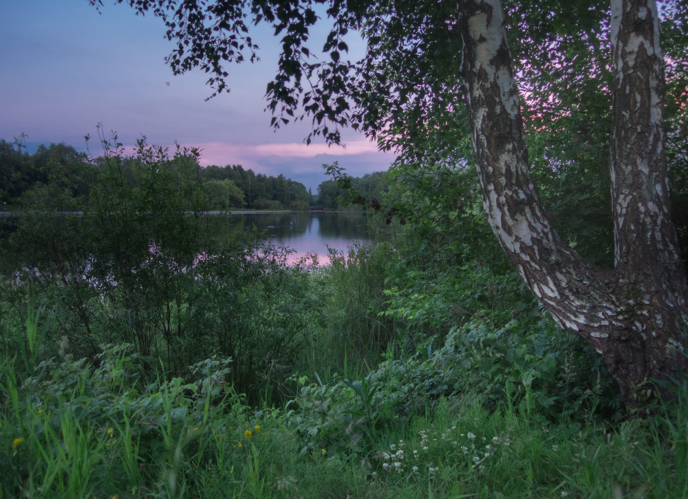 photo "***" tags: landscape, nature, evening, lake, summer, sunset, Берёза, болото, июнь