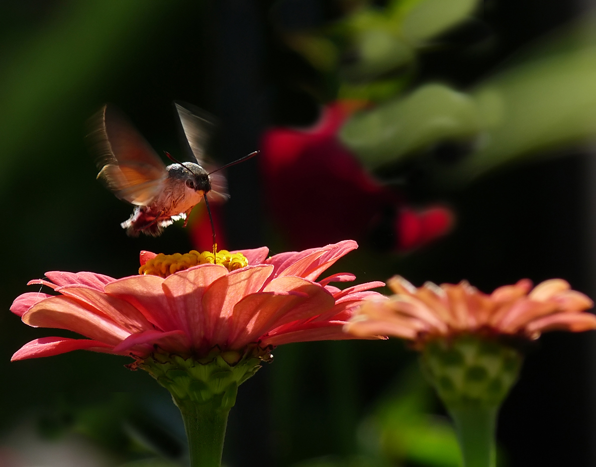 photo "***" tags: nature, macro and close-up, insect