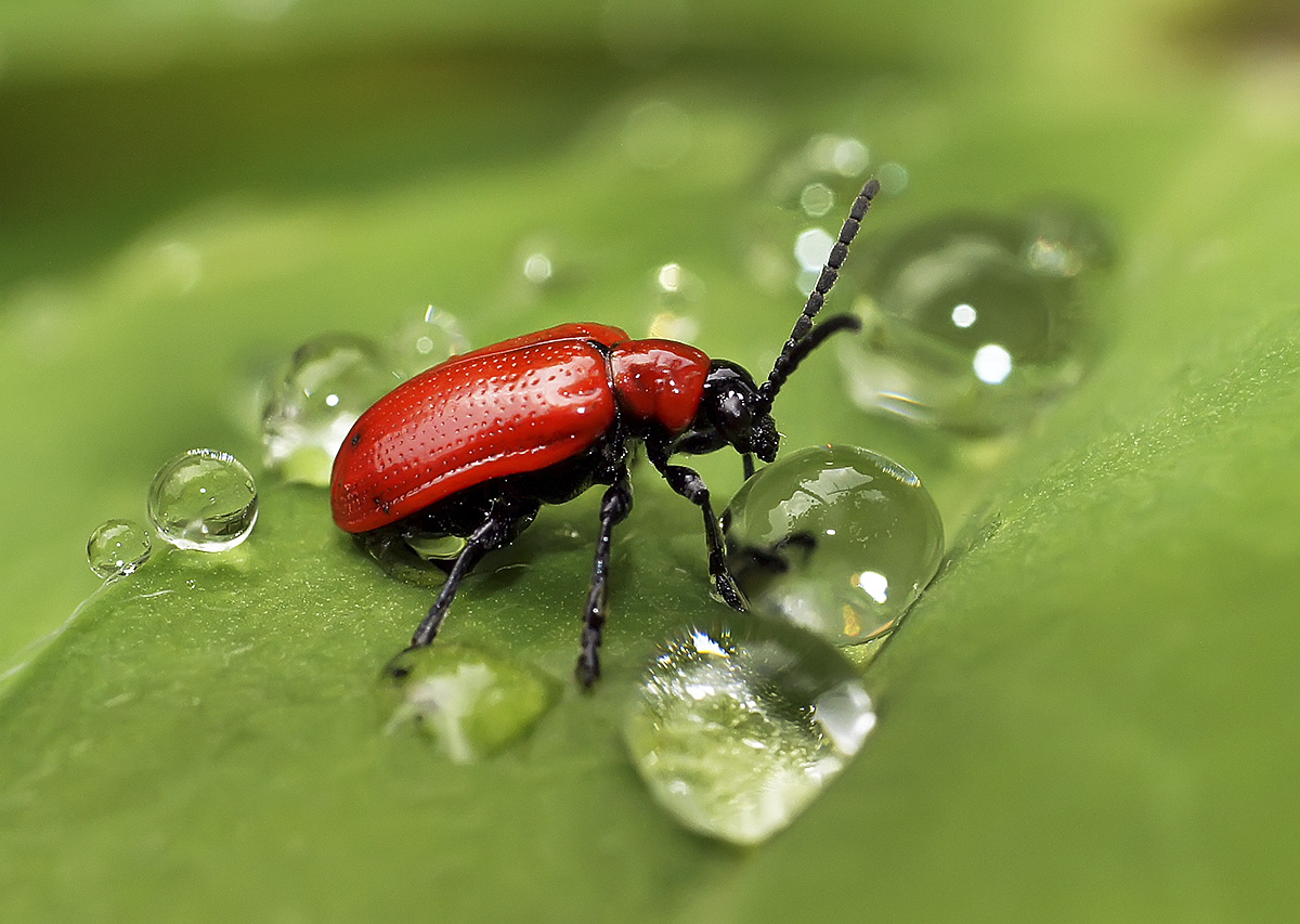 photo "***" tags: nature, macro and close-up, insect, лилейная трещалка, макро