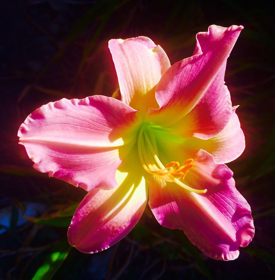 photo "Morning Lily" tags: nature, macro and close-up, Floral, Lily, closeup, day lily, flower