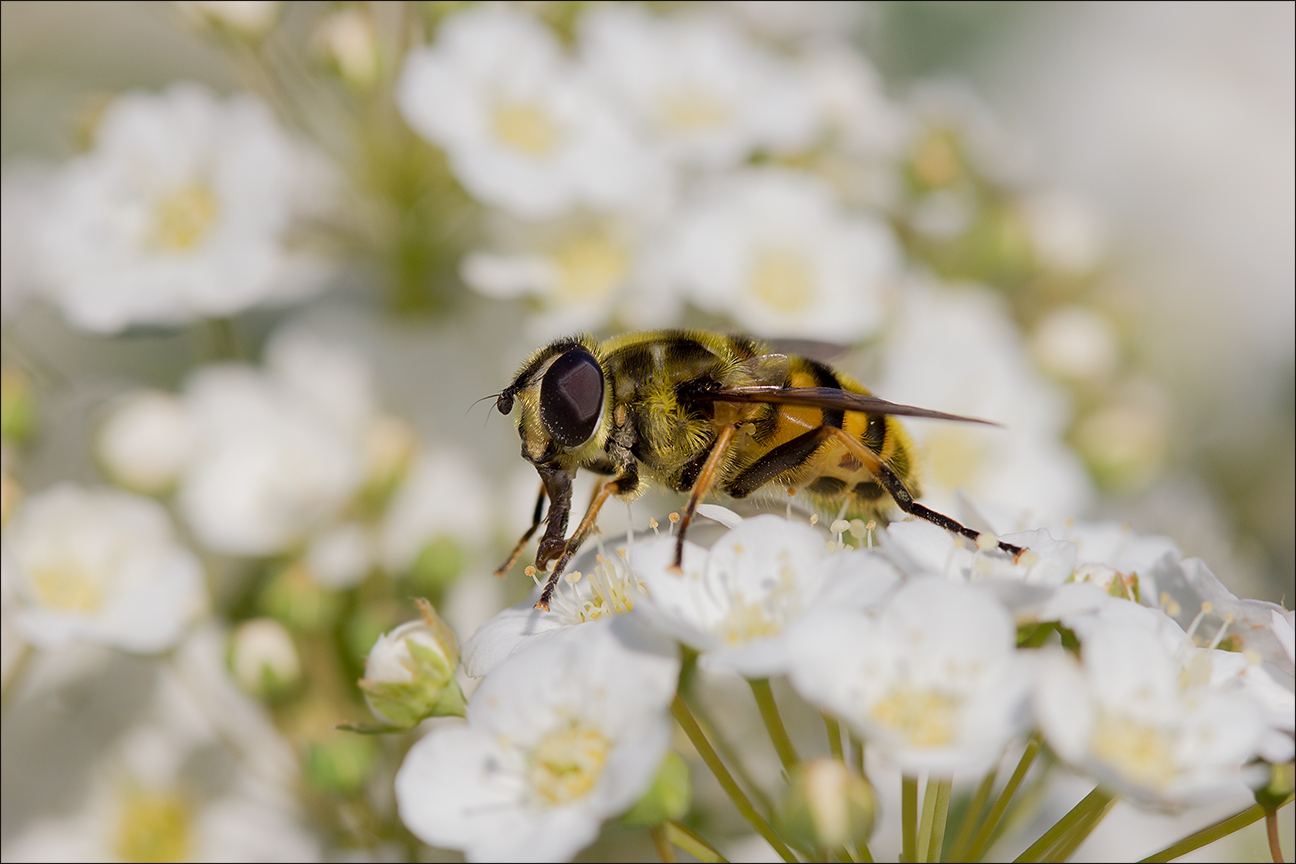 photo "***" tags: macro and close-up, Насекомые