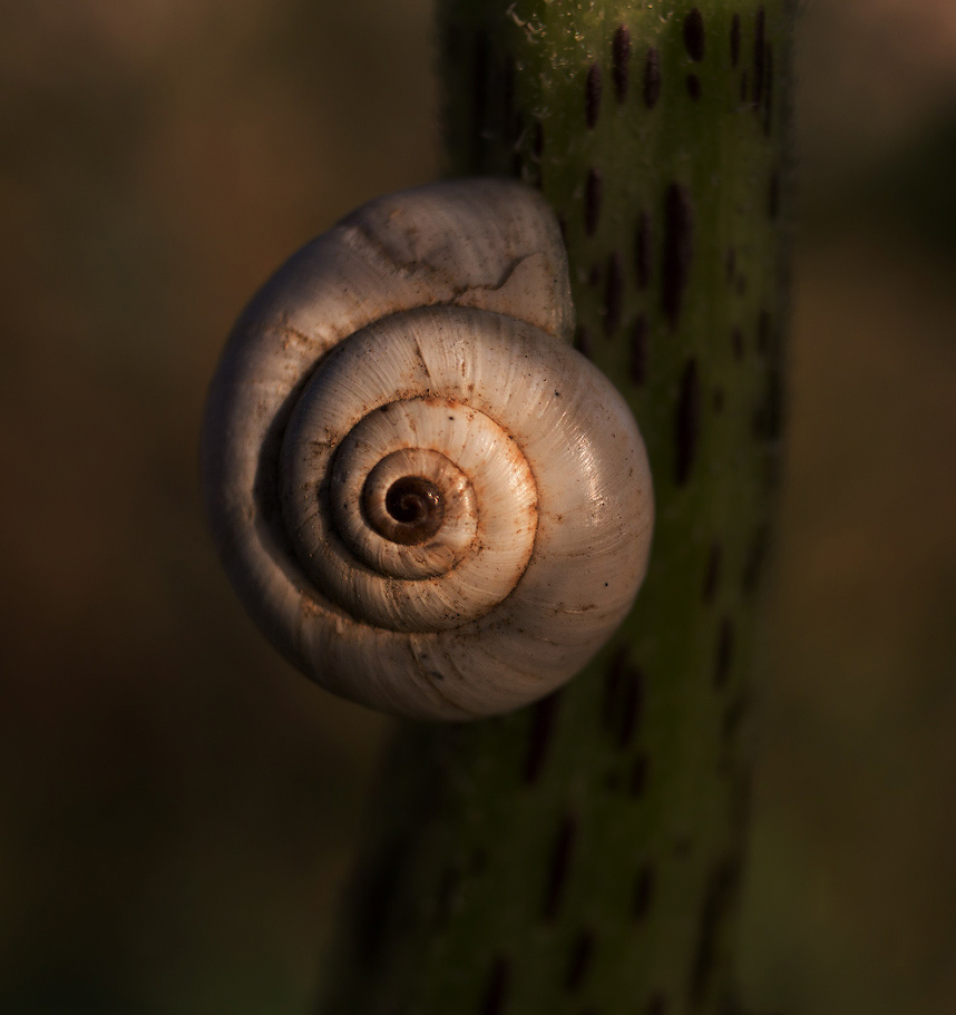 photo "***" tags: macro and close-up, evening