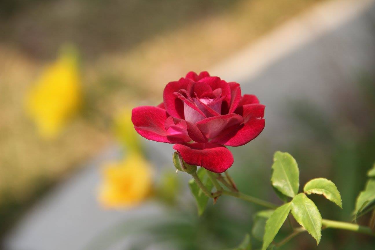 фото "***" метки: природа, макро и крупный план, closeup, flower, garden, rose
