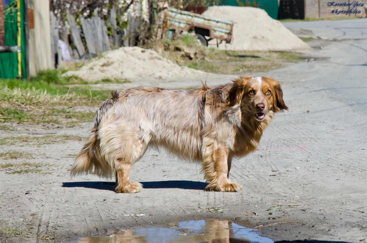 photo "Bias, but very cute dog" tags: portrait, humor, misc., 