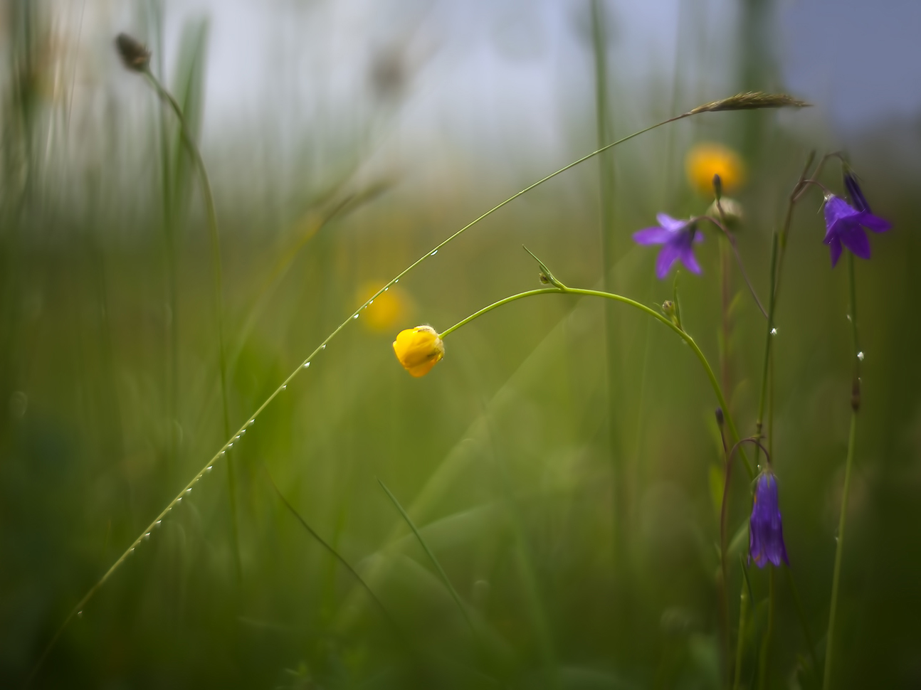 photo "***" tags: macro and close-up, 