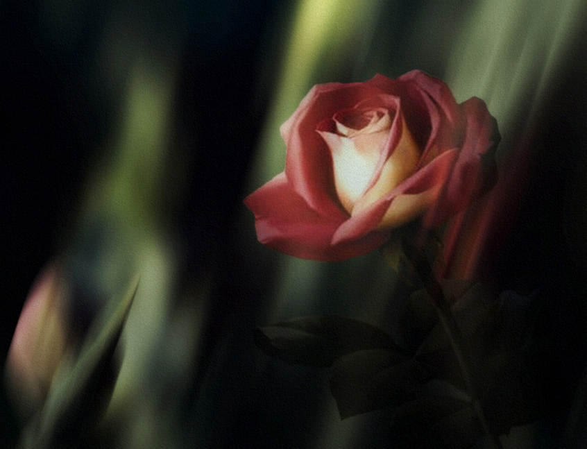 photo "Rose..." tags: digital art, nature, Conceptual, flowers, poetry