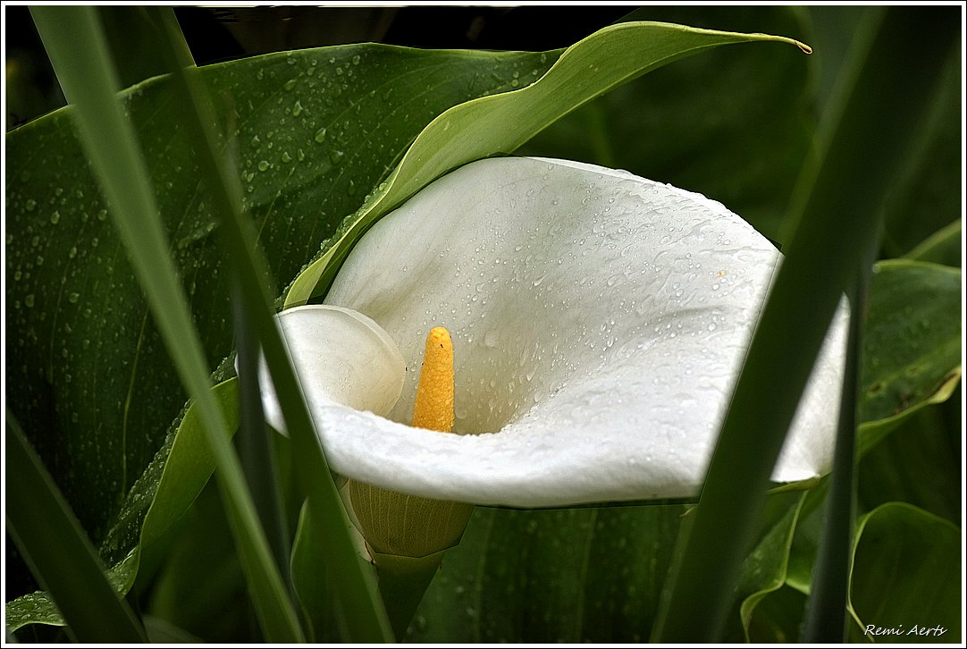 photo "***" tags: nature, fragment, macro and close-up, 