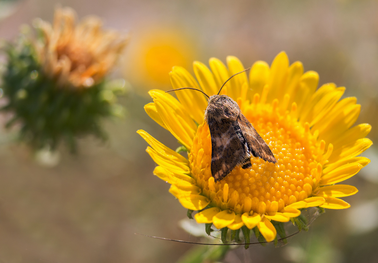 photo "***" tags: macro and close-up, butterfly