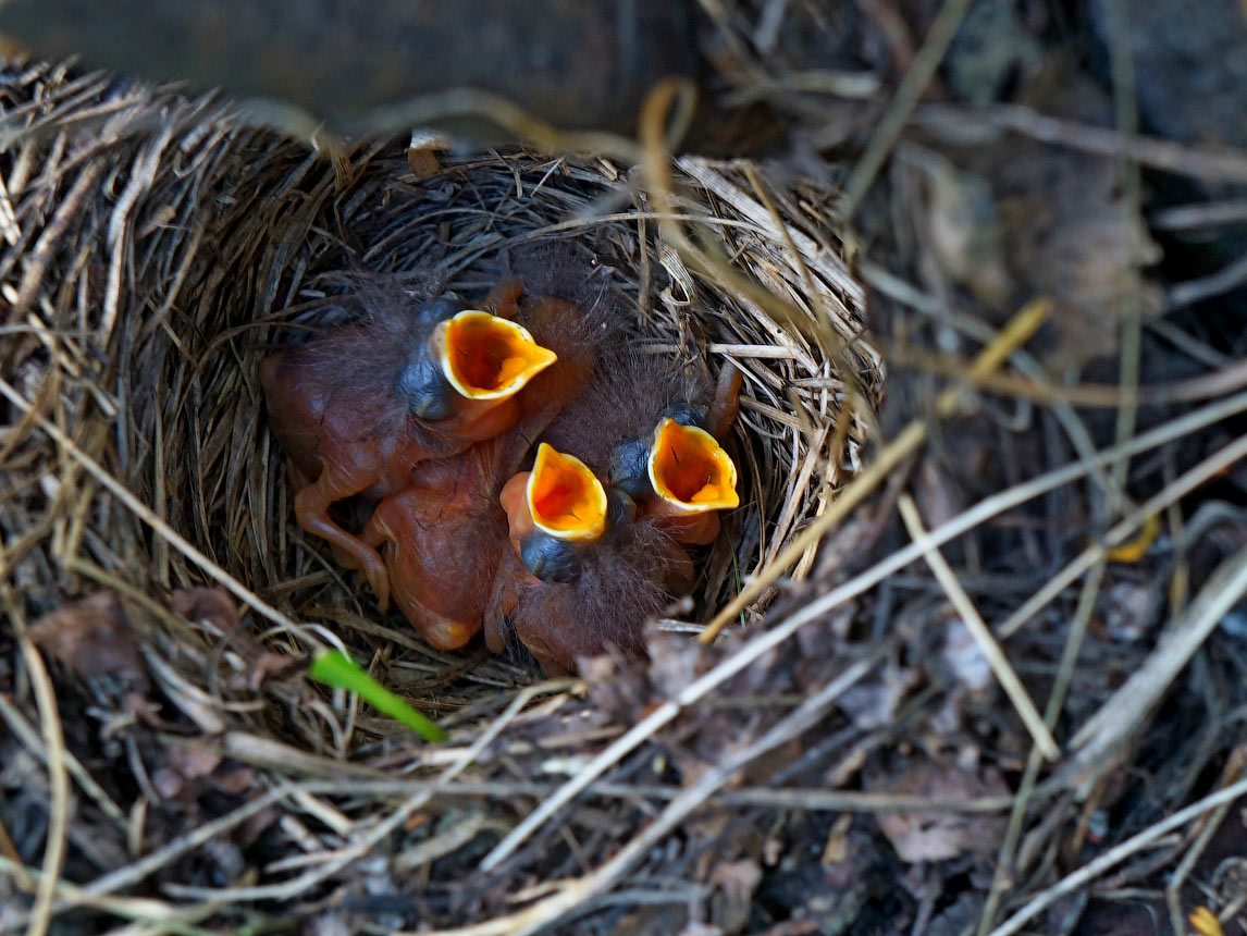 photo "Newborns" tags: nature, птенчики