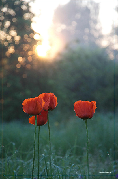 photo "***" tags: nature, flowers