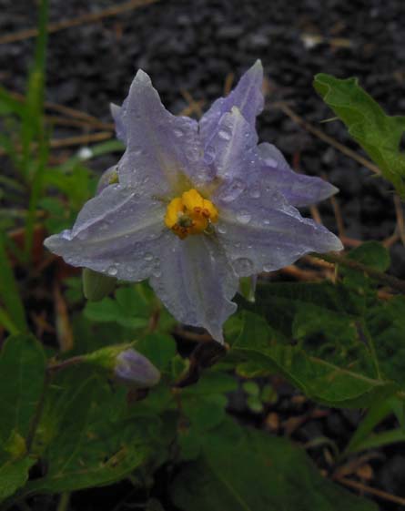 photo "Dewdrops" tags: nature, macro and close-up, 