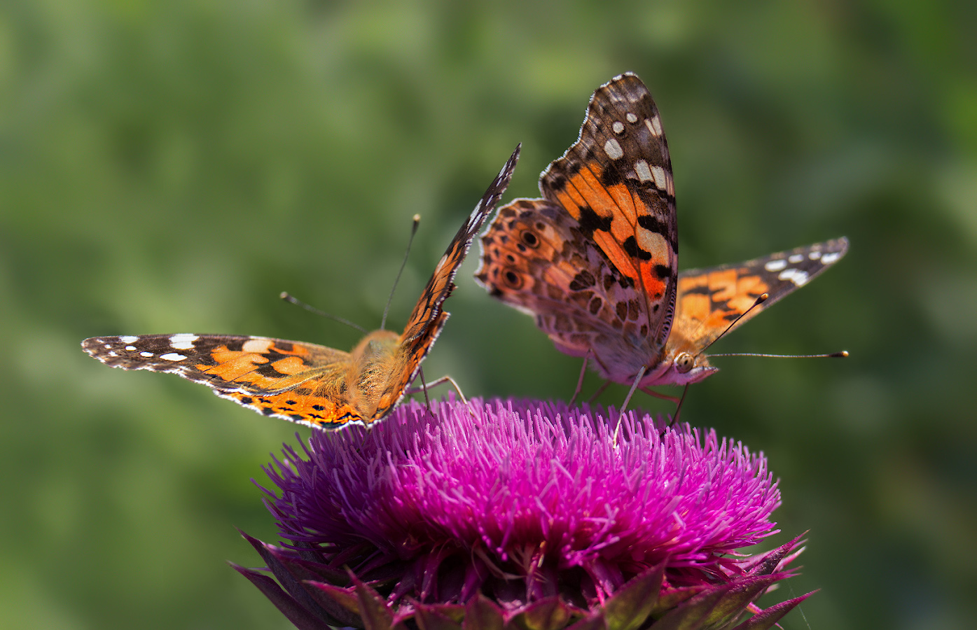 photo "***" tags: macro and close-up, nature, butterfly, Репейница