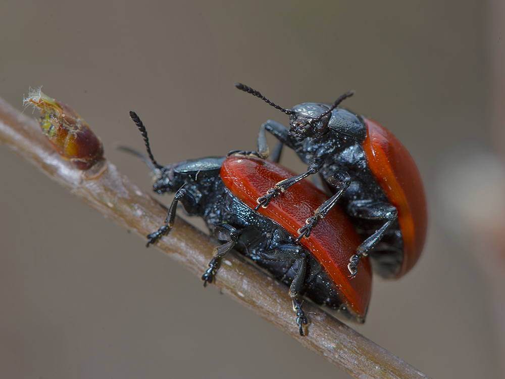 photo "***" tags: macro and close-up, Насекомые