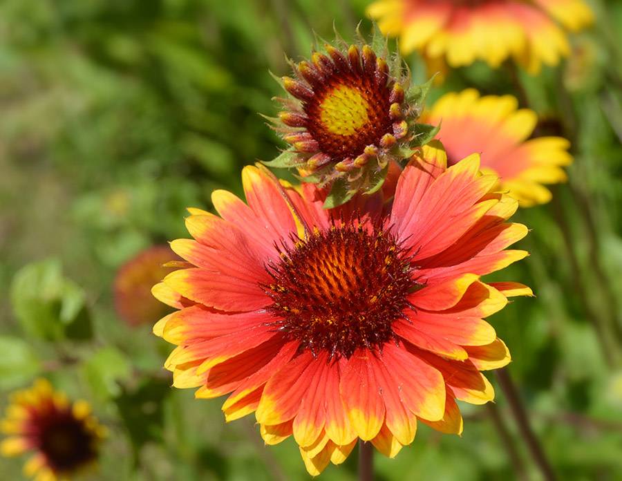 фото "Rudbeckia" метки: , цветок