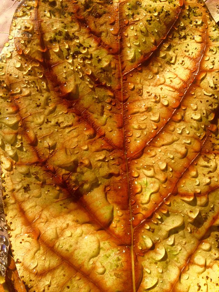 фото "You're So Vein" метки: макро и крупный план, природа, leaf, macro, water drops