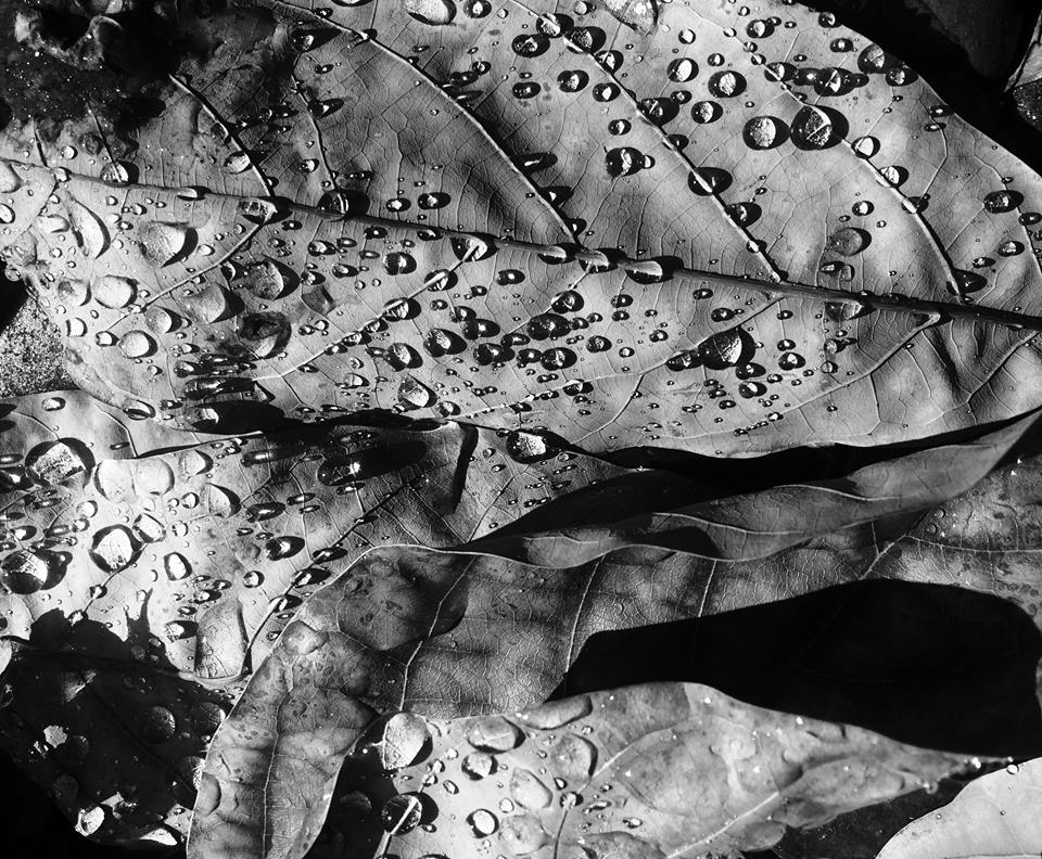 photo "You're So Vein Too" tags: macro and close-up, nature, black&white, closeup, leaves, water drops