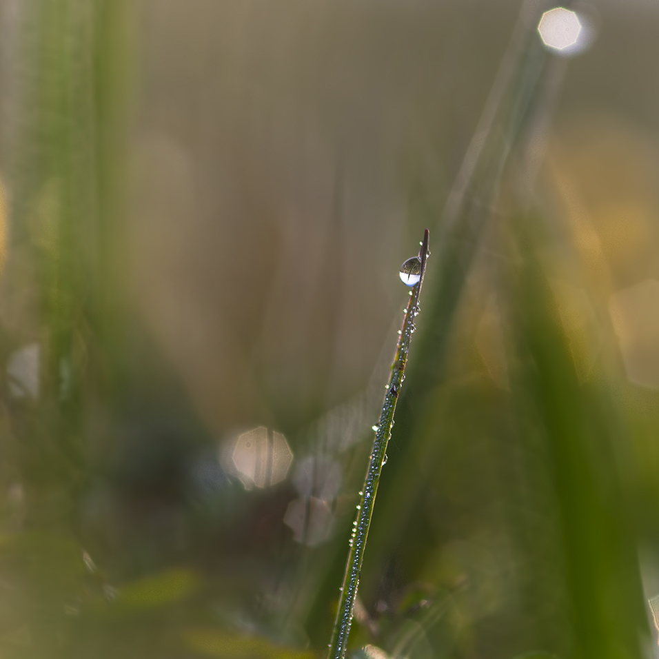 photo "***" tags: macro and close-up, 