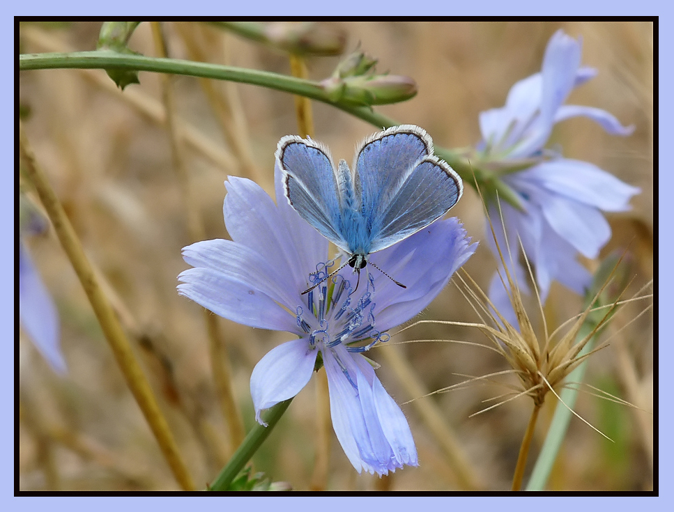 photo "***" tags: macro and close-up, insect