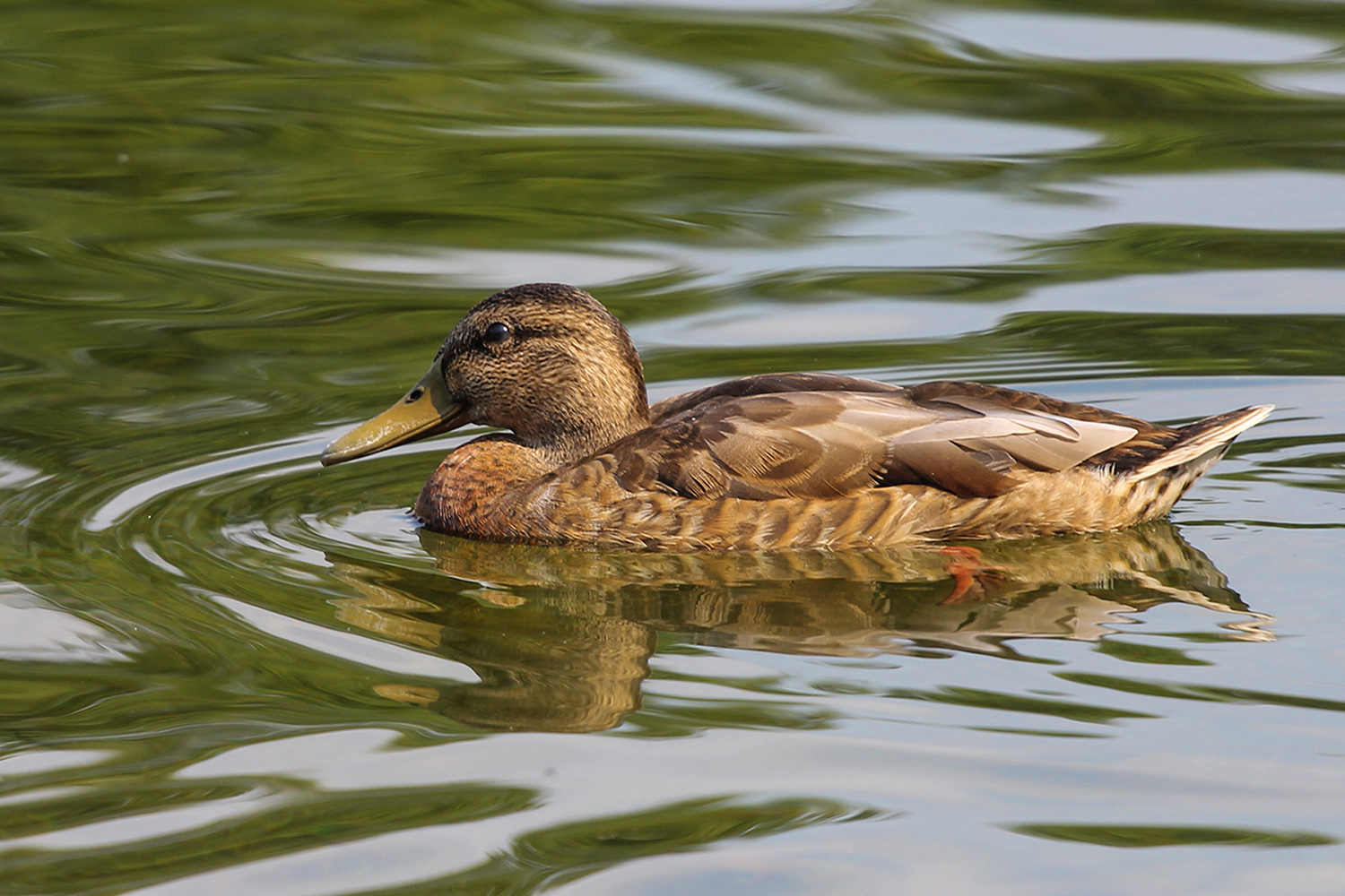 photo "***" tags: nature, утка