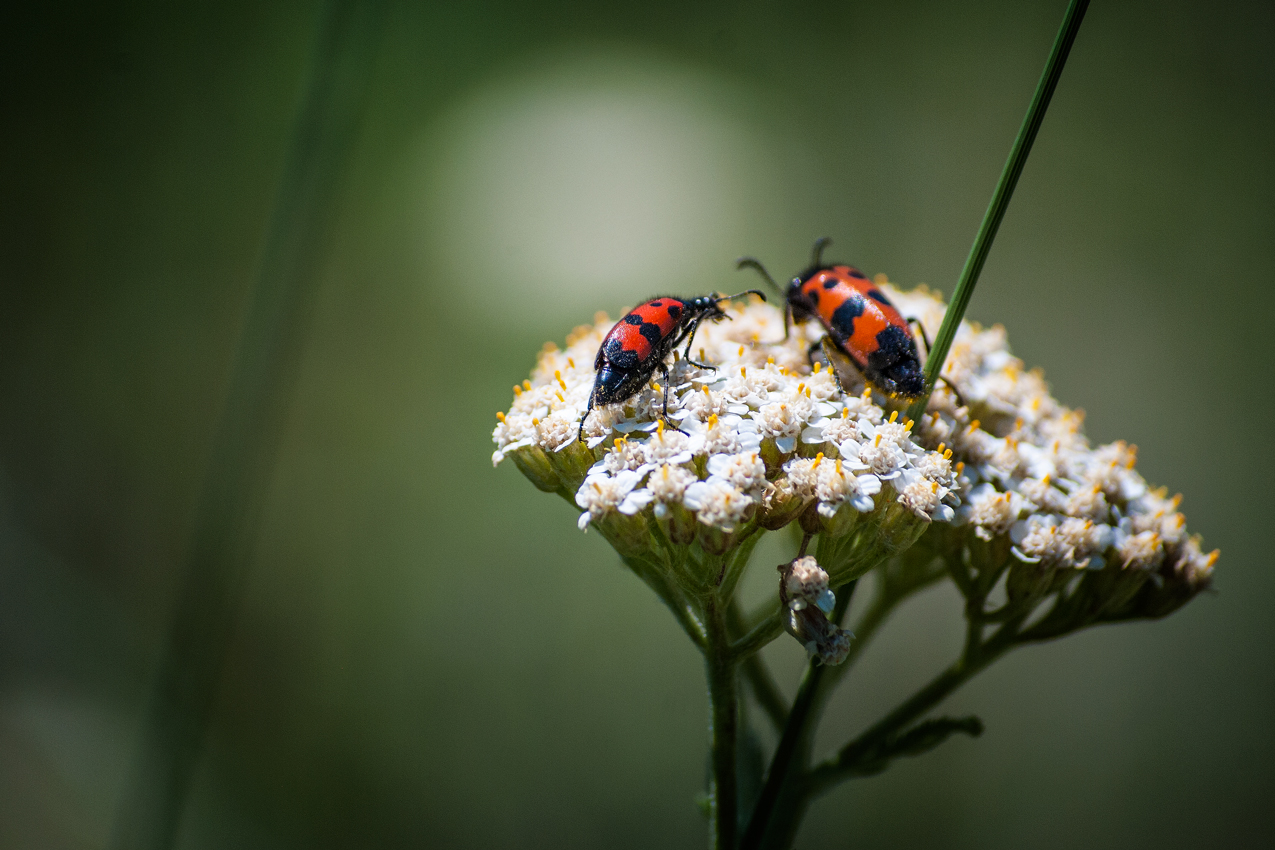 photo "букашки" tags: macro and close-up, 