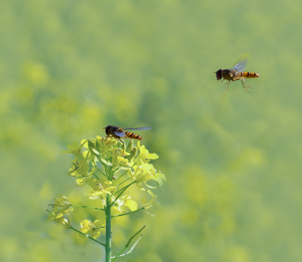 photo "***" tags: macro and close-up, nature, журчалка