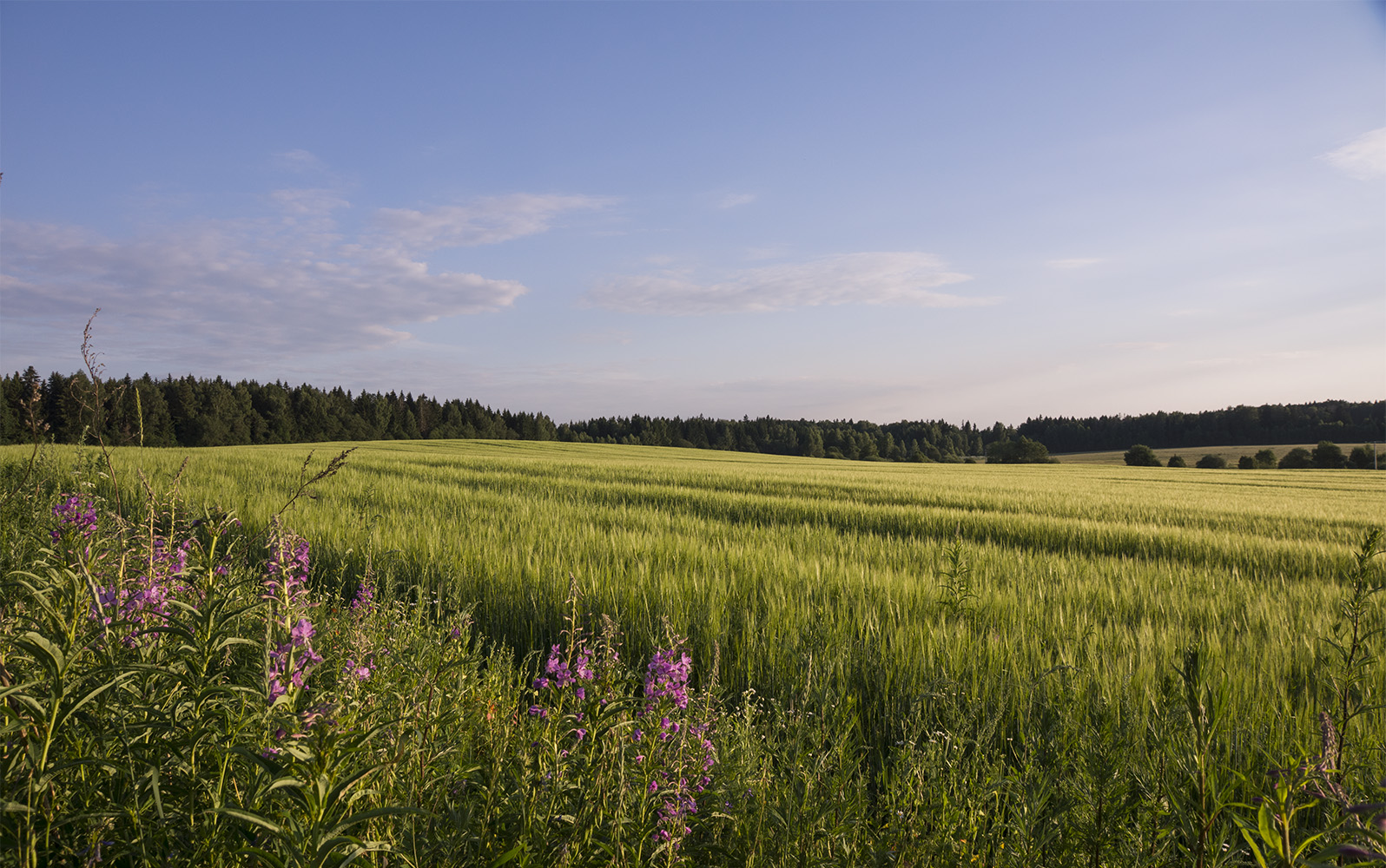 photo "***" tags: landscape, summer, ржаное поле, российский пейзаж, русская природа, русское поле, русское раздолье