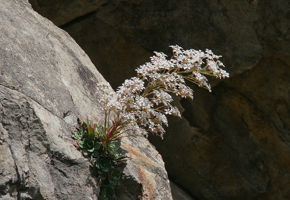 photo "Saxifraga" tags: nature, flowers, summer
