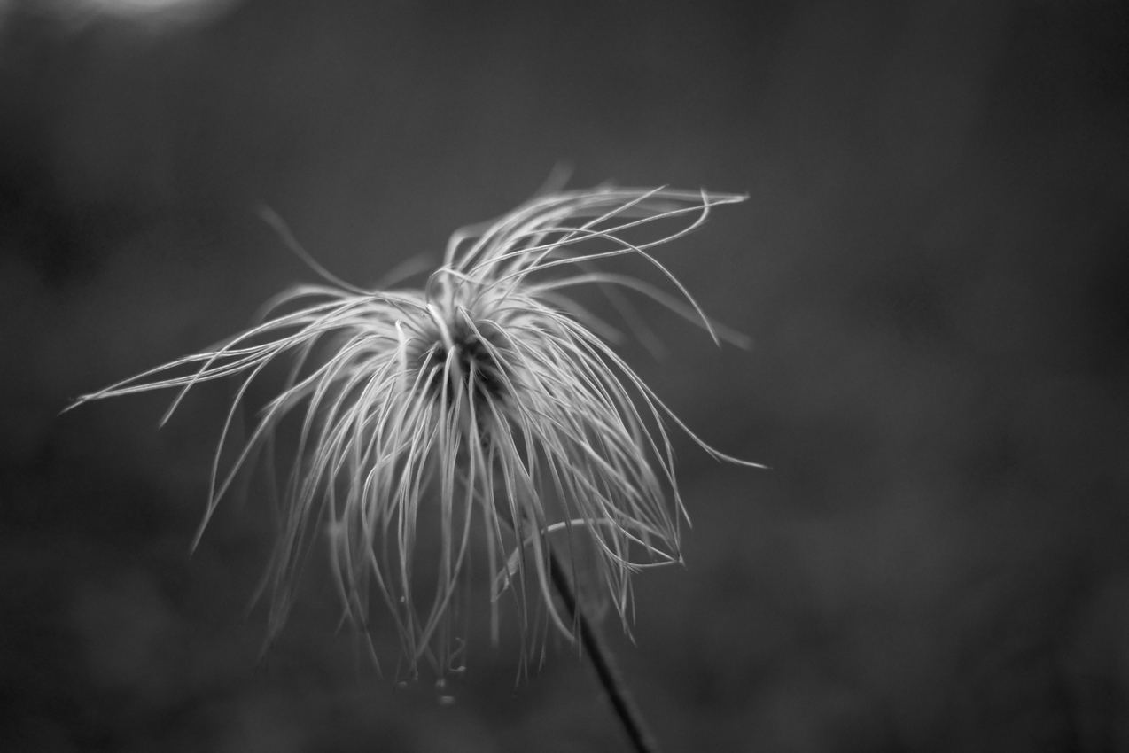 фото "Незнакомка (2)" метки: природа, Pulsatilla dahurica, Гелиос-44-2