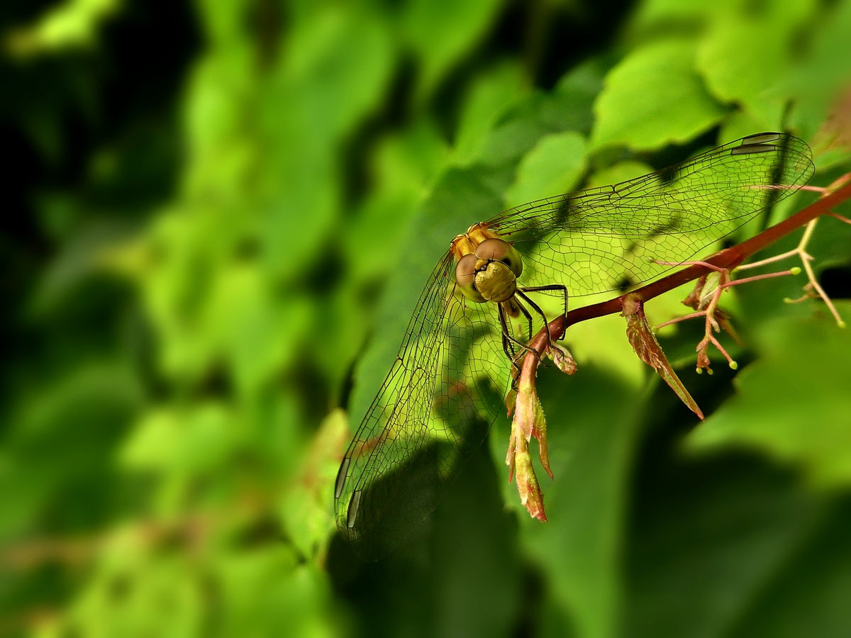 photo "***" tags: macro and close-up, nature, 