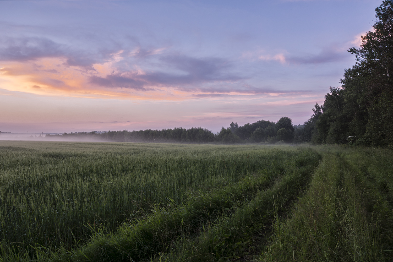 photo "***" tags: landscape, nature, field, fog, forest, sunset, летний вечер, родные просторы, российская природа, сумерки