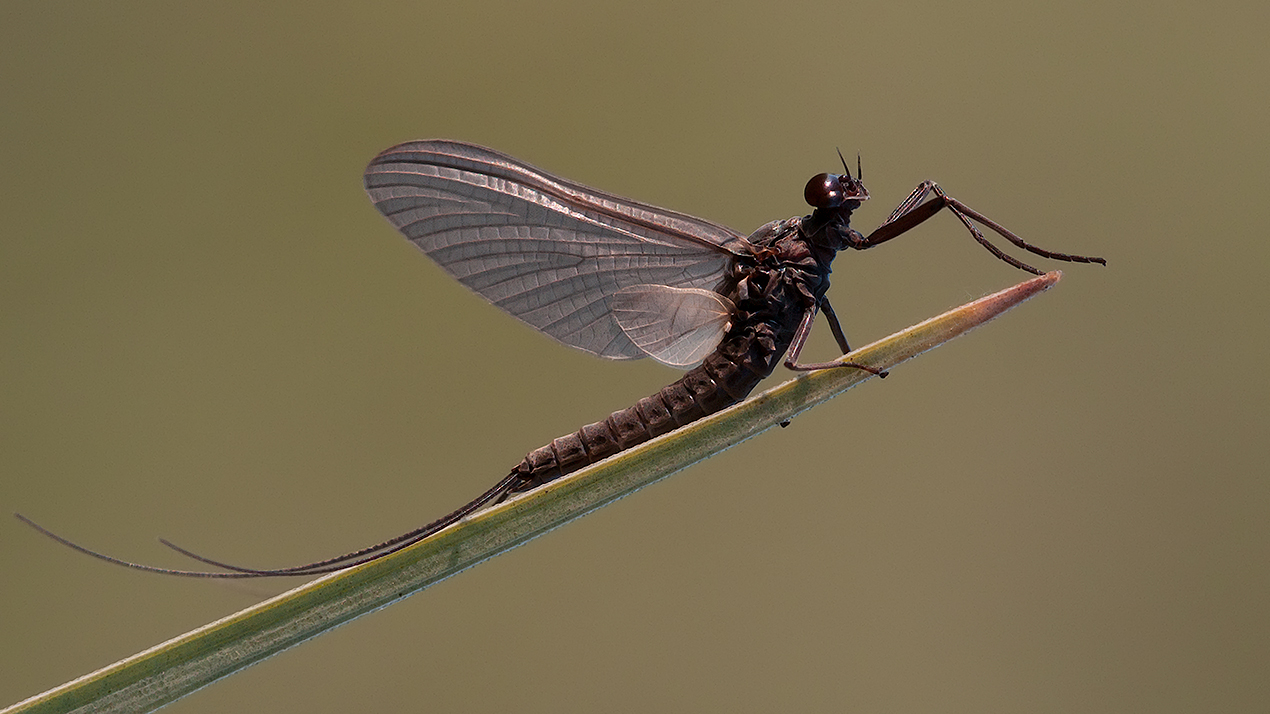 photo "***" tags: macro and close-up, 