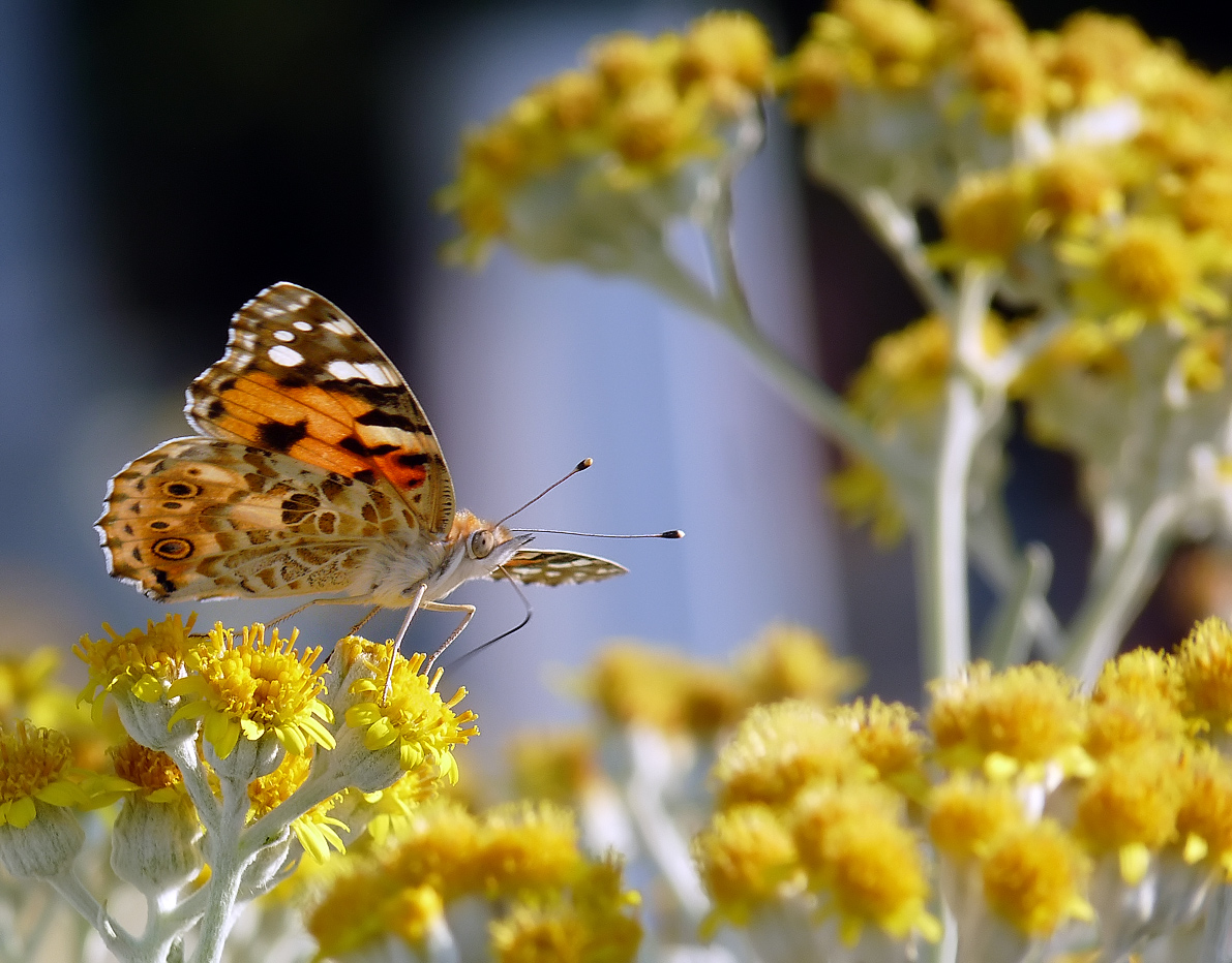 photo "***" tags: macro and close-up, insect