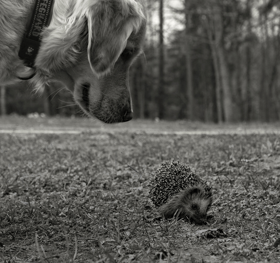 photo "- Who are you?" tags: black&white, зверьё