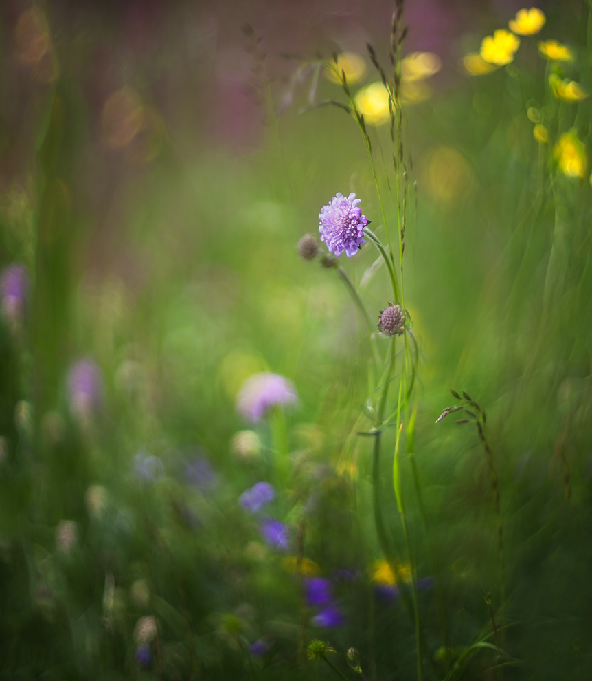 photo "***" tags: macro and close-up, 