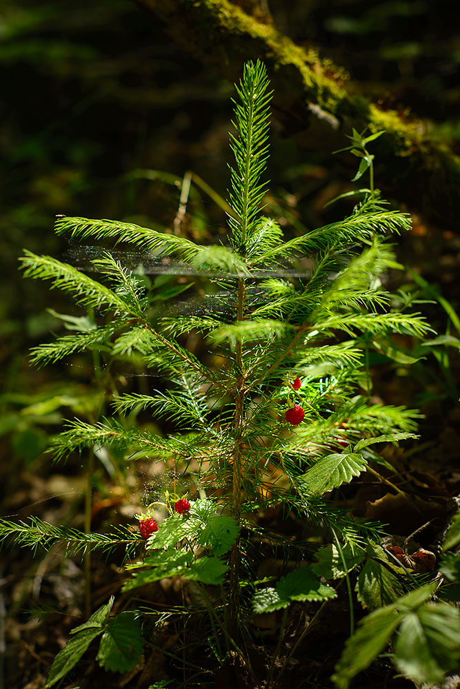 photo "***" tags: nature, macro and close-up, forest, Ягоды, земляника, ёлка