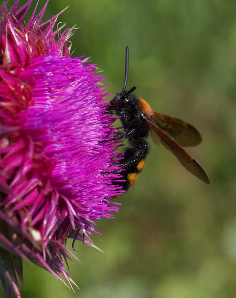 photo "***" tags: macro and close-up, nature, оса