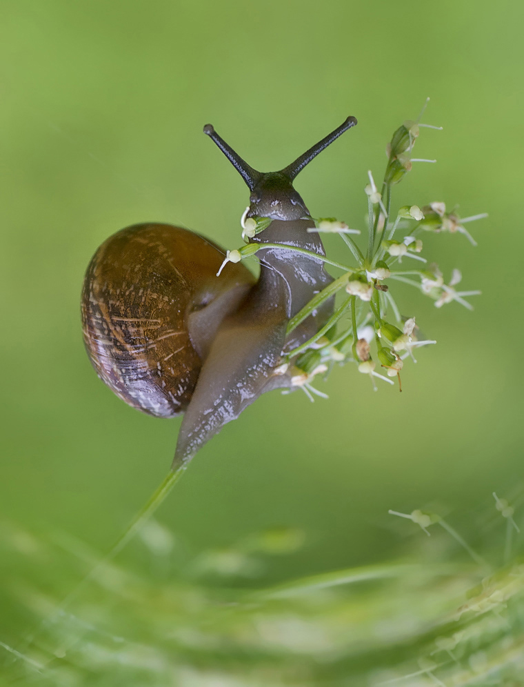 photo "***" tags: macro and close-up, 