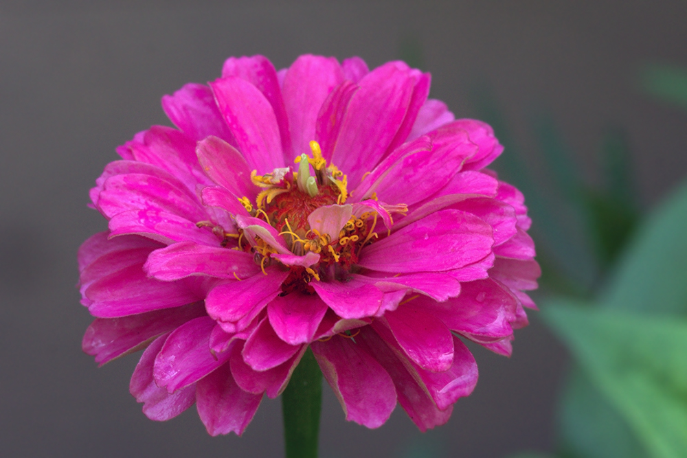 photo "***" tags: macro and close-up, циния