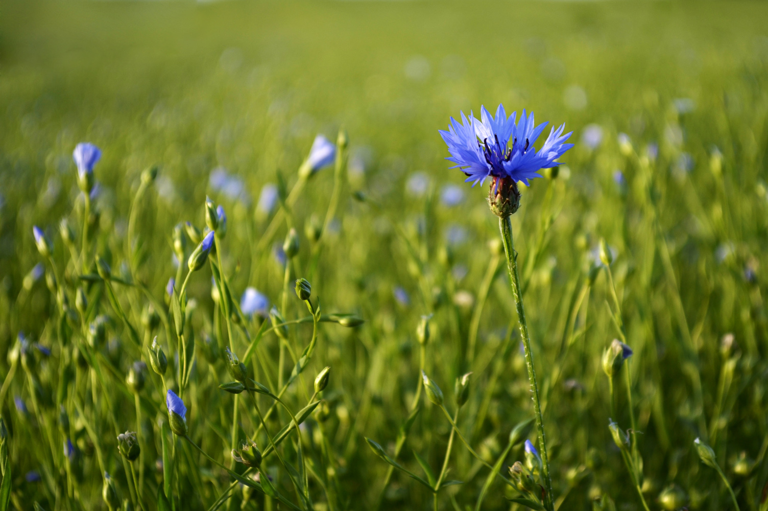 photo "***" tags: nature, 