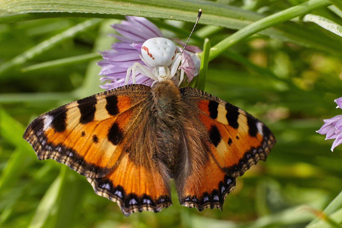 photo "***" tags: macro and close-up, 