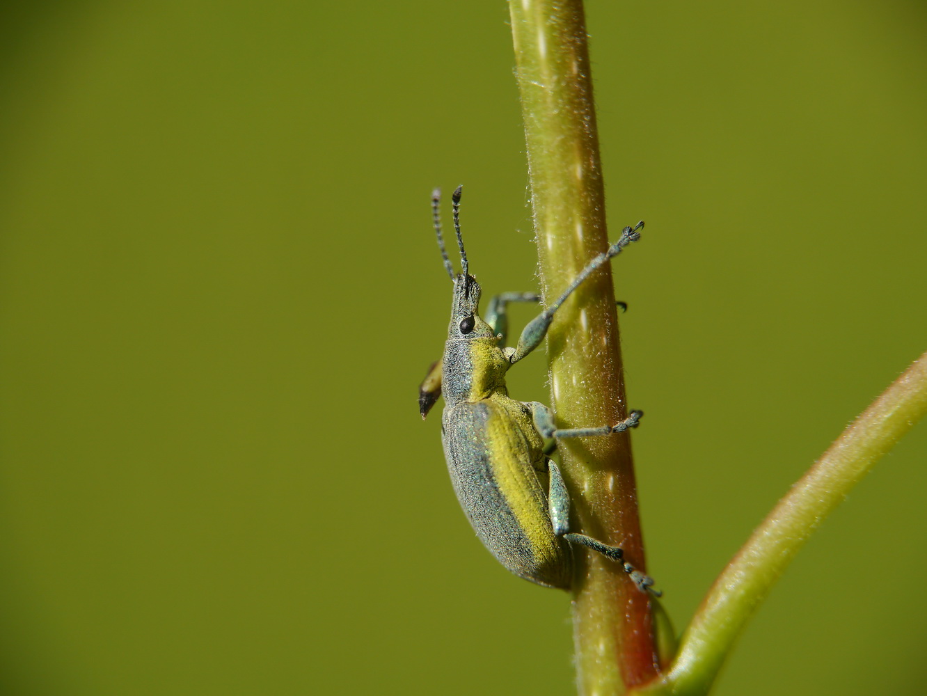 photo "***" tags: macro and close-up, 