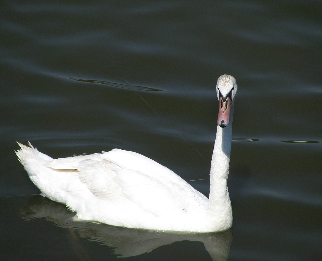 photo "***" tags: nature, 