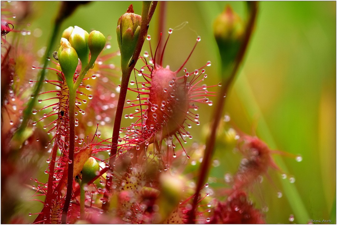 photo "***" tags: macro and close-up, nature, 