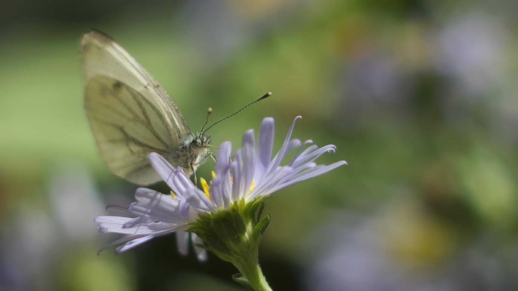 photo "***" tags: macro and close-up, 