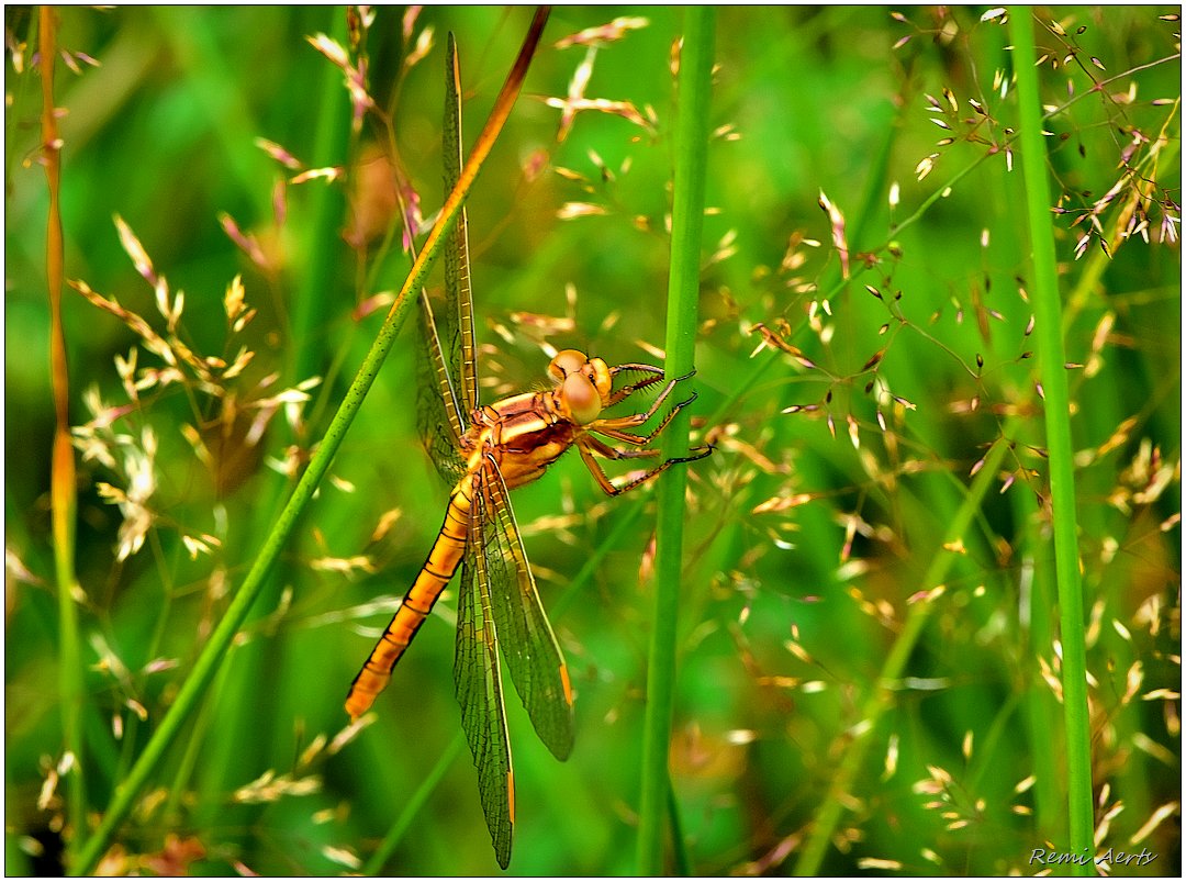 photo "***" tags: nature, macro and close-up, 