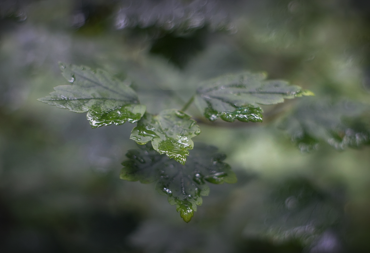 photo "***" tags: portrait, nature, 